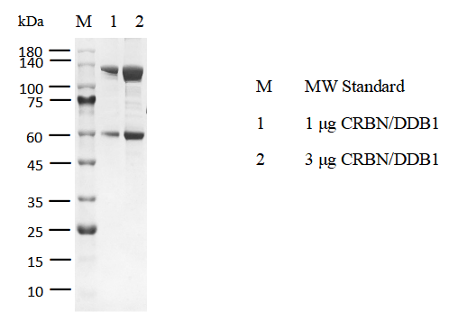 CRBN/DDB1 Protein, Dog