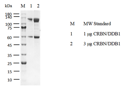 CRBN/DDB1 Protein, Dog