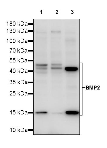 BMP2 Recombinant Rabbit mAb (S-2312-45)