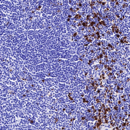Human IgG1 F(c) Recombinant Rabbit mAb (S-447-20)