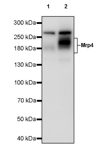 Mrp4 Recombinant Rabbit mAb (S-2305-17)