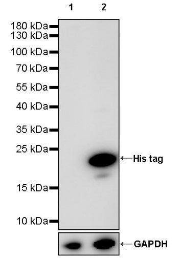 His tag Recombinant Rabbit mAb (S-1398-151)