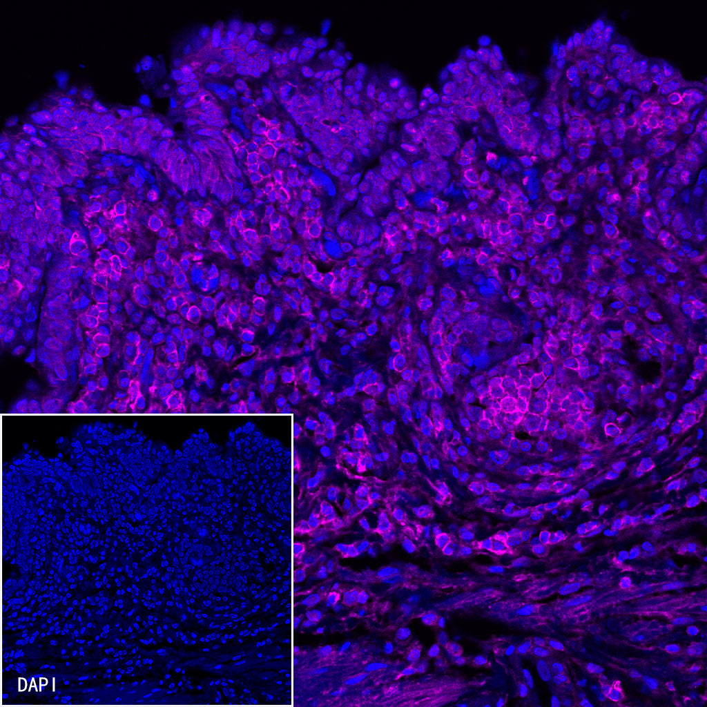 CD44 Mouse mAb (Alexa Fluor® 647 Conjugate) (S-630-174)