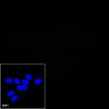 CD45 Recombinant Rabbit mAb (Alexa Fluor® 488 Conjugate) (S-R035)