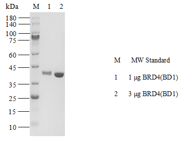 BRD4(BD1) GST Tag Protein,Human