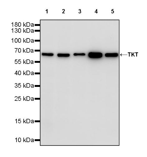 TKT Rabbit Polyclonal Antibody