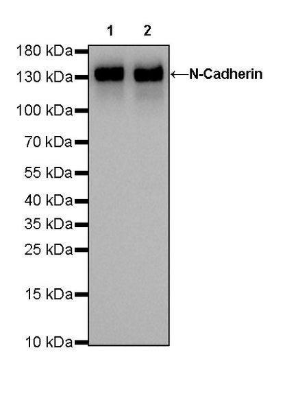 N-Cadherin Recombinant Rabbit mAb (SDT-329-12)