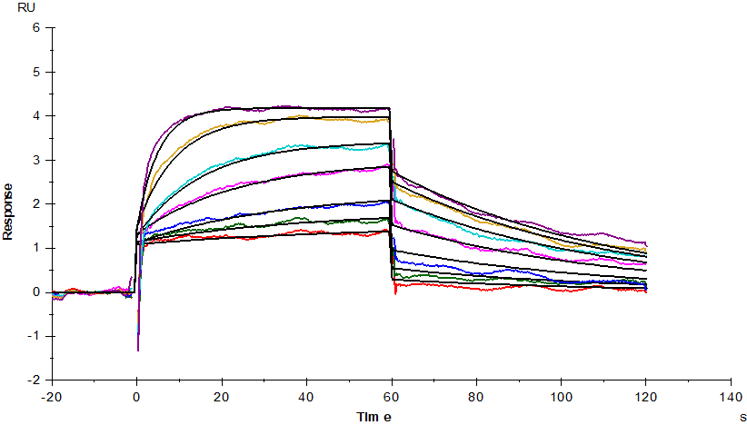 FGF-21 Protein, Rat