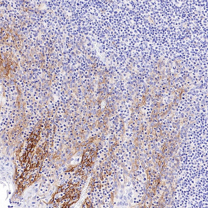 CD44v6 Mouse mAb (S-945-76)