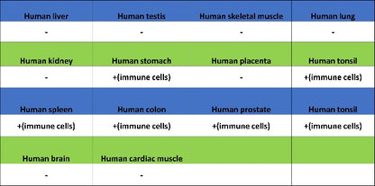 Human IgA1 Recombinant Rabbit mAb (S-2513-50)