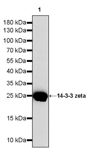 14-3-3 zeta Recombinant Rabbit mAb (S-1092-31)