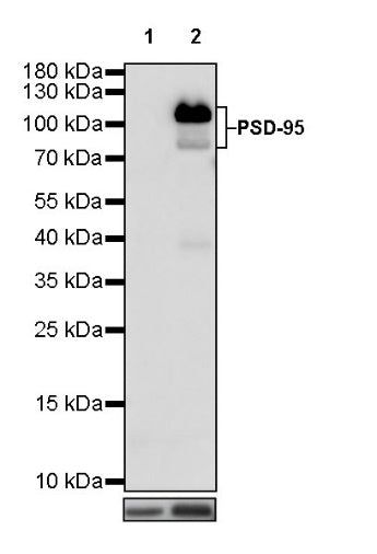PSD-95 Recombinant Rabbit mAb (S-R311)