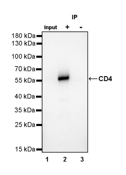 CD4 Recombinant Rabbit mAb,PBS Only (SDT-R163)