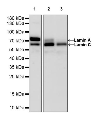 Lamin A/C Recombinant Rabbit mAb (HRP Conjugate) (S-950-164)
