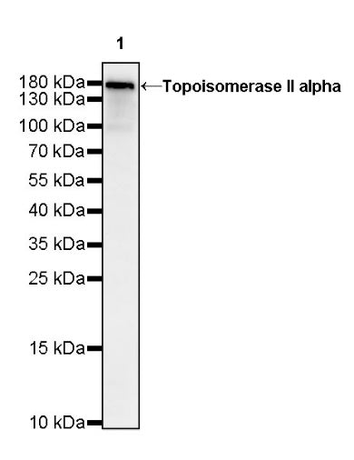 Topoisomerase II alpha Recombinant Rabbit mAb (S-513-7)