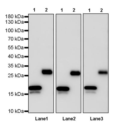 His tag (C-terminal) Recombinant Rabbit mAb (S-1398-10)
