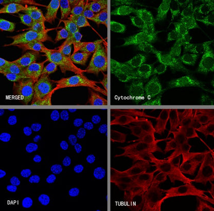 Cytochrome C Recombinant Rabbit mAb (S-2422-56)