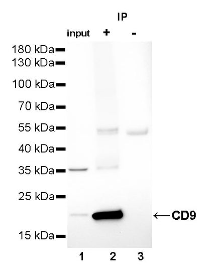 CD9 Recombinant Rabbit mAb,PBS Only (SDT-143-53)