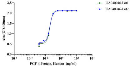 FGF-4 Protein, Human