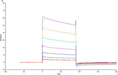 Fc γ RIIB/CD32b His Tag Protein, Cynomolgus