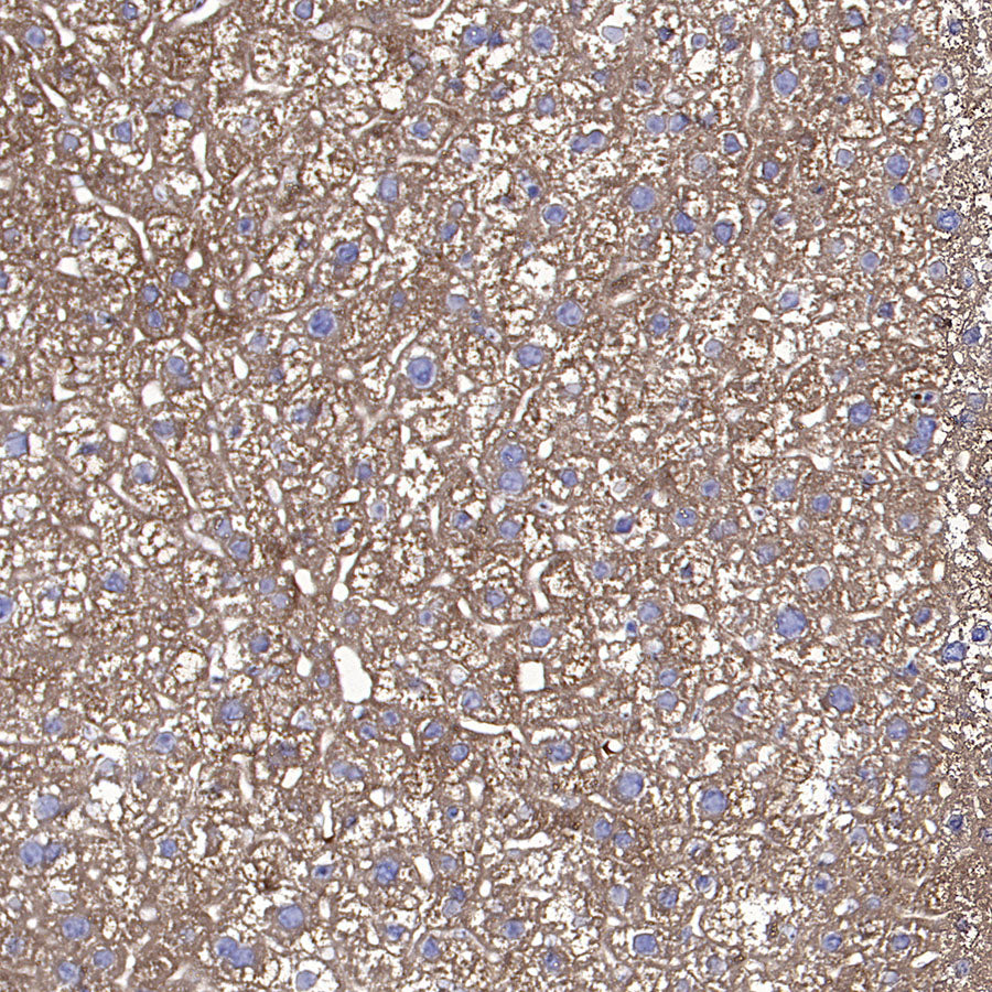 Caspase-12 Recombinant Rabbit mAb