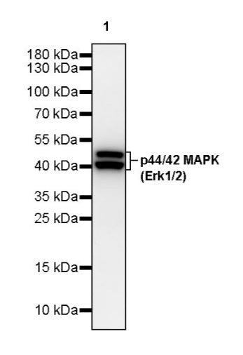 p44/42 MAPK (Erk1/2) Recombinant Rabbit mAb (S-3600)