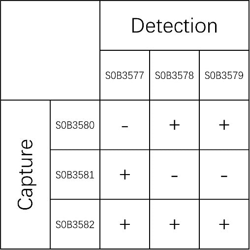 ICAM-1/CD54 Recombinant Rabbit mAb (SDT-2461-2)