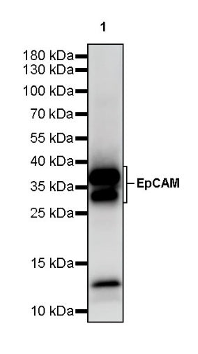 S-RMab® EpCAM Recombinant Rabbit mAb (SDT-078-128)
