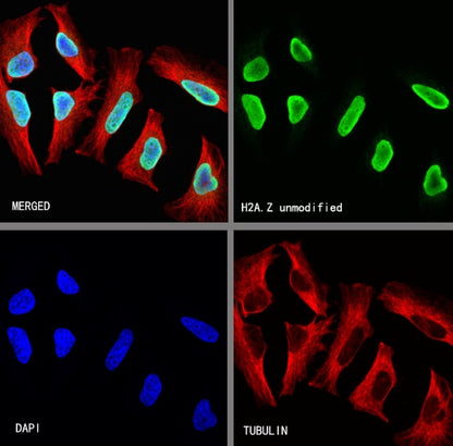 H2A.Z Recombinant Rabbit mAb (S-863-148)