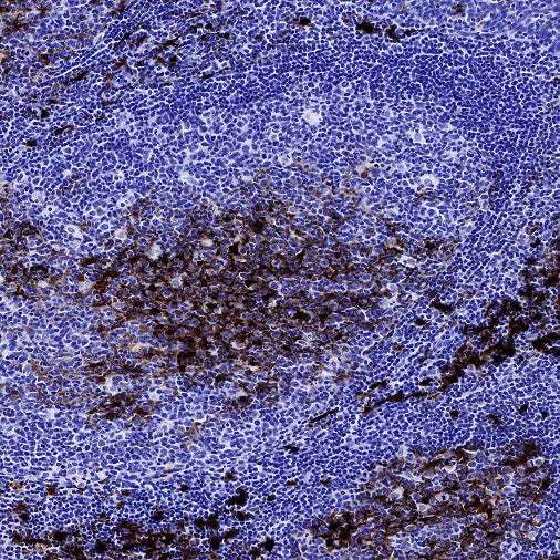 S-RMab® IDO1/Indoleamine 2,3-dioxygenase Recombinant Rabbit mAb (S-259-62)