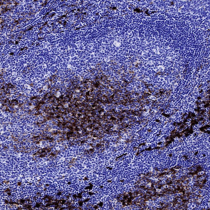 S-RMab® IDO1/Indoleamine 2,3-dioxygenase Recombinant Rabbit mAb (S-259-62)
