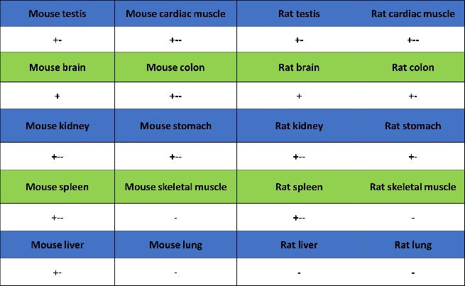 YTHDF1 Recombinant Rabbit mAb (S-2443-28)