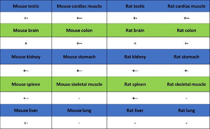 YTHDF1 Recombinant Rabbit mAb (S-2443-28)