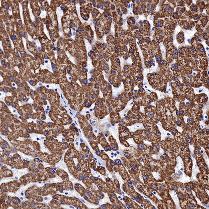 AIF Recombinant Rabbit mAb (S-948-54)