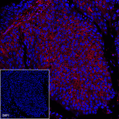 CD44 Mouse mAb (SDT-630-174)