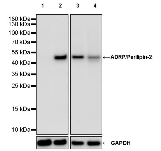 ADRP/Perilipin-2 Recombinant Rabbit mAb (S-2210-3)