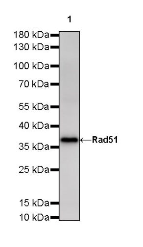 Rad51 Recombinant Rabbit mAb (S-R347)