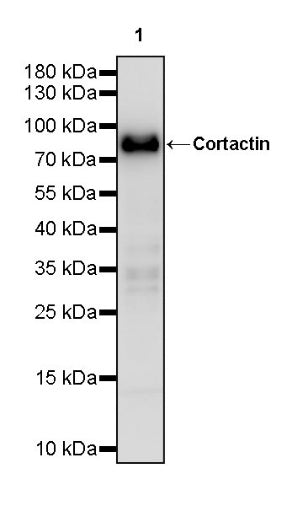 Cortactin Recombinant Rabbit mAb (S-1303-10)