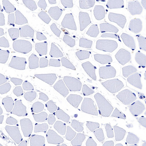 S-RMab® GST-π Recombinant Rabbit mAb (SDT-561-78)
