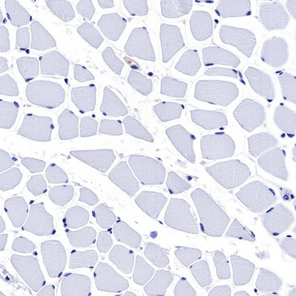 S-RMab® GST-π Recombinant Rabbit mAb (SDT-561-78)