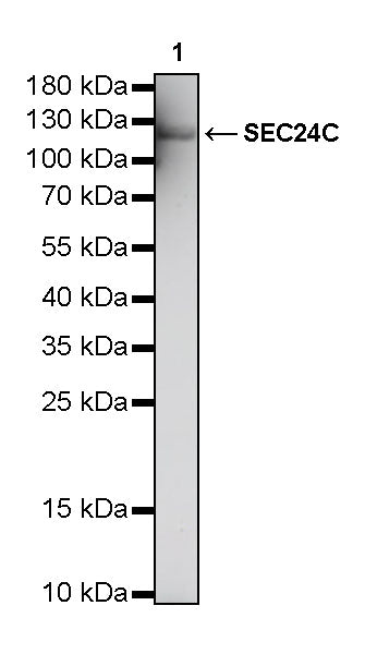SEC24C Rabbit Polyclonal Antibody