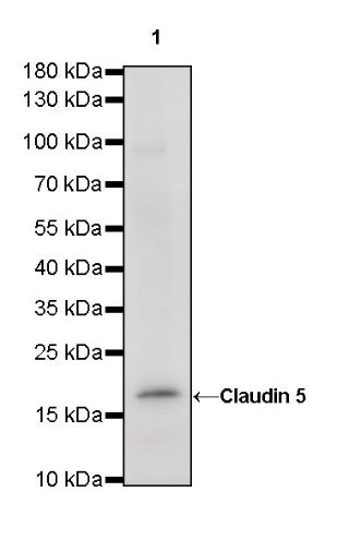 Claudin 5 Recombinant Rabbit mAb (SDT-R322)