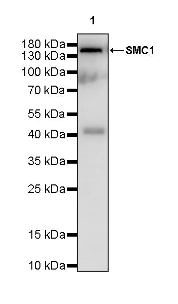SMC1 Recombinant Rabbit mAb (S-4147-54)