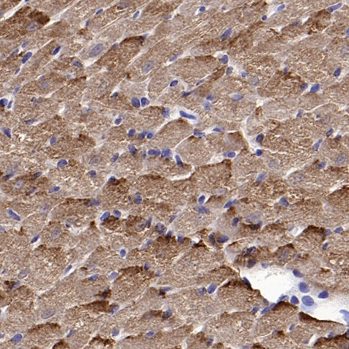 LDHB Rabbit Polyclonal Antibody