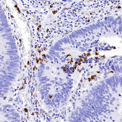 Lysozyme Rabbit Polyclonal Antibody
