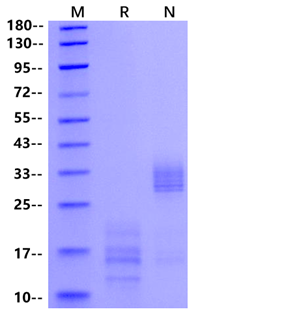 IL-17A Protein, Rat