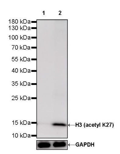 Histone H3 (acetyl K27) Rabbit pAb