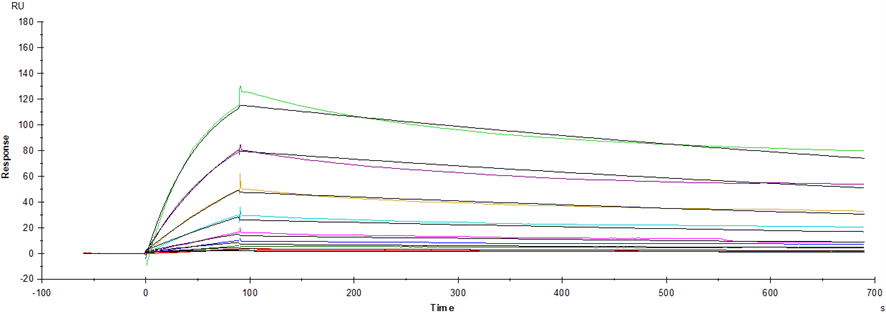 Spike RBD His Tag Protein, SARS-CoV-2(BA.2/Omicron)