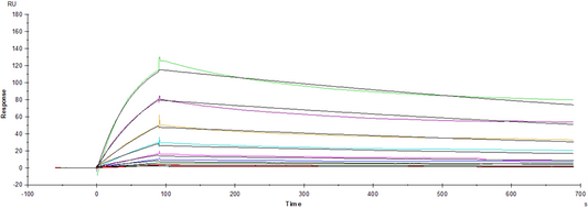 Spike RBD His Tag Protein, SARS-CoV-2(BA.2/Omicron)