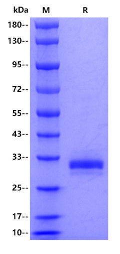 IgE His Tag Protein, Human